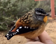 Pardalotus