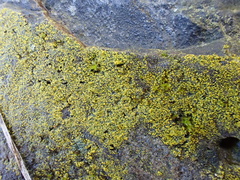 Flavoplaca
