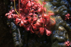 Drosera rubrifolia