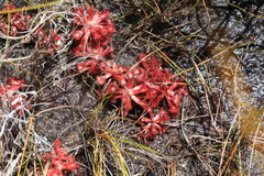 Drosera rubrifolia