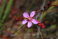 Drosera rubrifolia