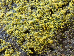 Flavoplaca