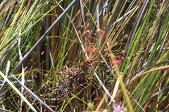 Drosera capensis