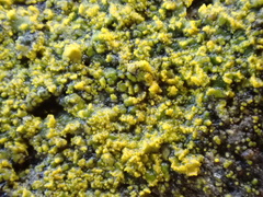 Flavoplaca