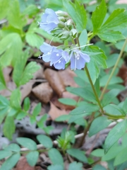 Polemonium reptans