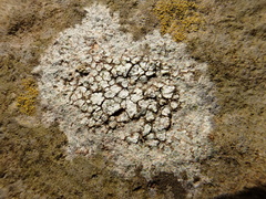 Circinaria contorta