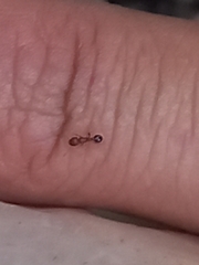 Tetramorium lanuginosum