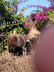 Tragelaphus sylvaticus