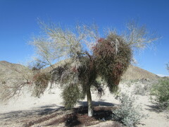 Phoradendron californicum
