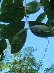 Zanthoxylum flavum