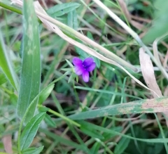Monopsis stellarioides