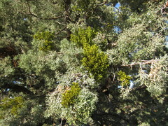 Phoradendron bolleanum