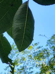 Zanthoxylum flavum