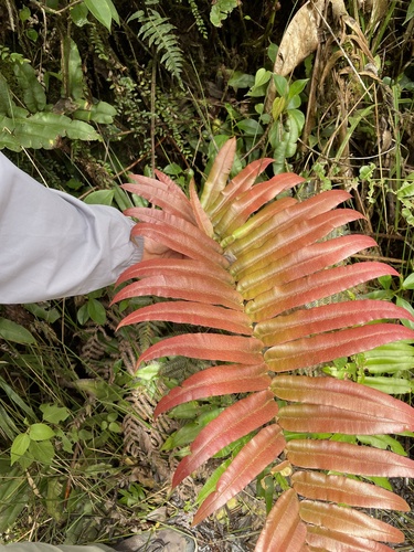 Blechnum schiedeanum image