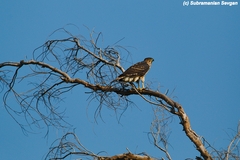 Accipiter melanoleucus