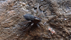 Lycosoides