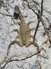 Hottentotta arenaceus