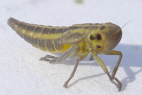 Cicadella viridis; (c) Mick Talbot, some rights reserved (CC BY-NC), uploaded by Mick E. Talbot