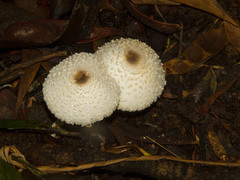 Leucocoprinus cretaceus