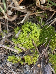 Weissia brachycarpa