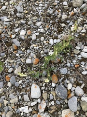 Hedysarum sulphurescens