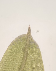 Weissia brachycarpa