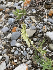 Hedysarum sulphurescens