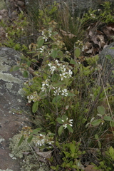 Amelanchier humilis
