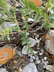 Hedysarum sulphurescens