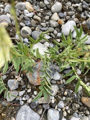 Hedysarum sulphurescens