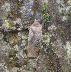 Conistra rubiginosa