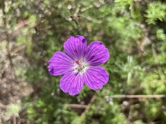 Geranium incanum