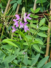 Galega