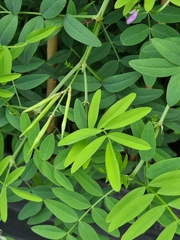 Galega