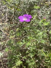Geranium incanum
