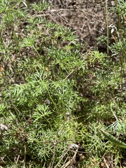 Geranium incanum