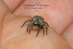 Heliophanus agricola