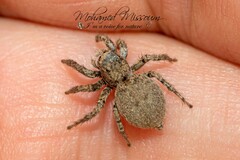 Heliophanus agricola