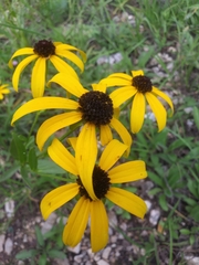 Rudbeckia missouriensis