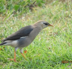 Acridotheres leucocephalus
