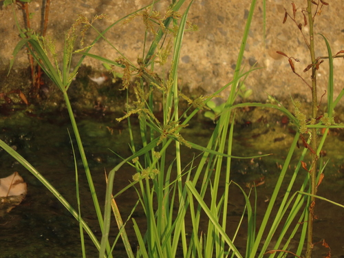 Ricefield flatsedge (Cyperus iria)