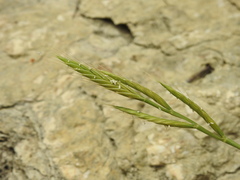 Brachypodium distachyon