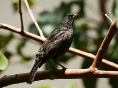 Molothrus bonariensis