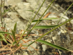 Brachypodium distachyon