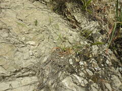 Brachypodium distachyon