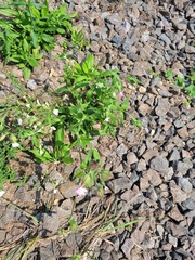 Silene × hampeana