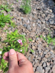 Silene × hampeana