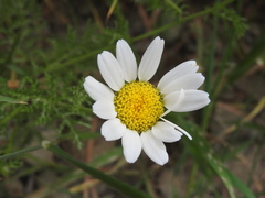 Anthemis chia