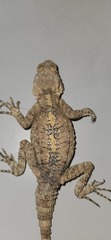 Laudakia vulgaris