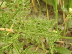 Anthemis chia